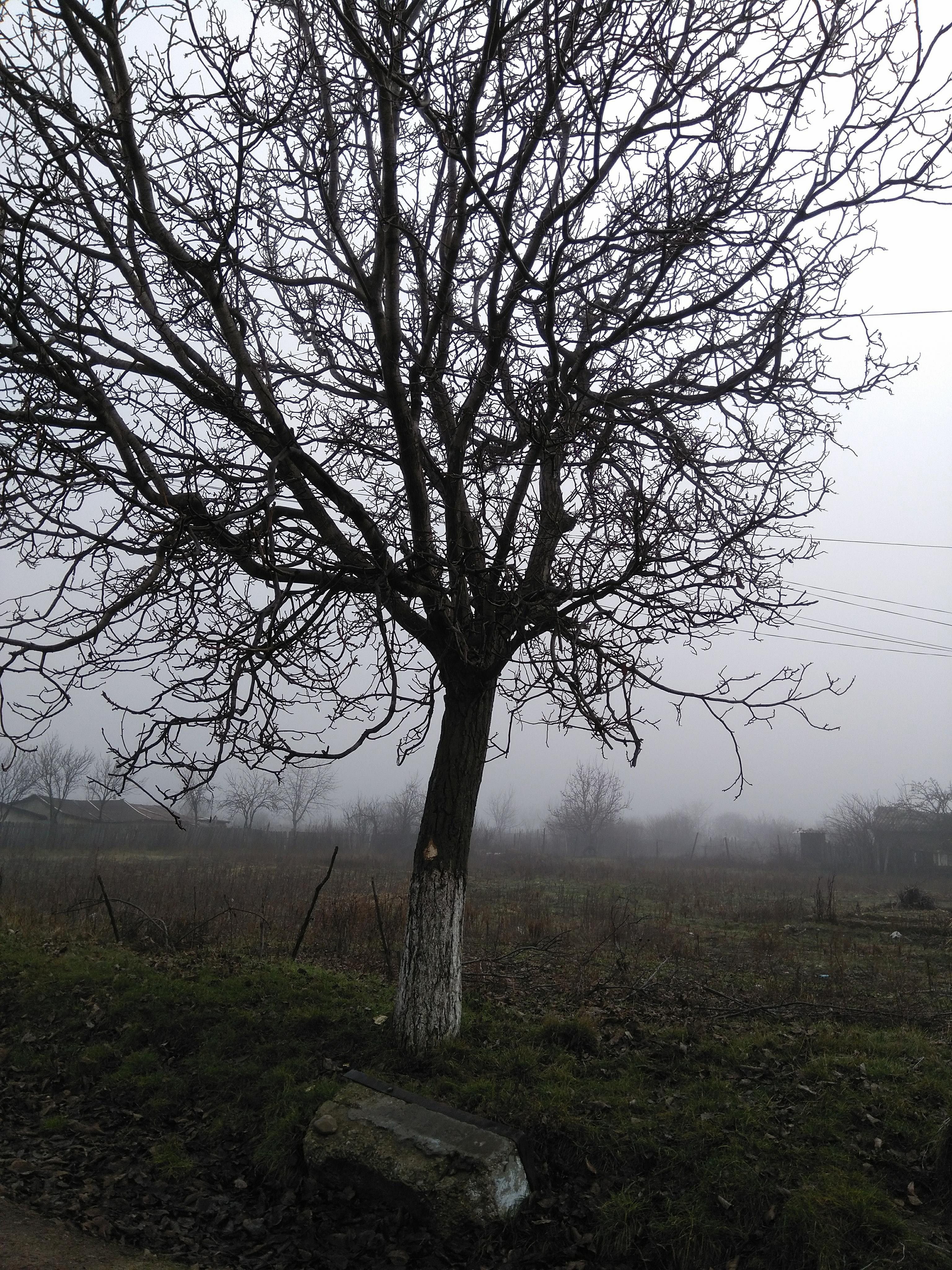 Tun cu pomi la Obrejița