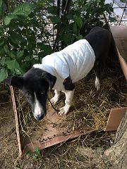 Vânzări Animale