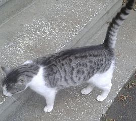 Vânzări Animale