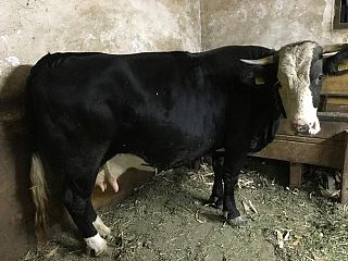 Vânzări Animale