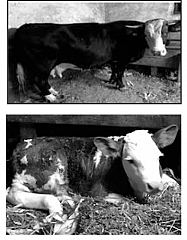 Vânzări Animale