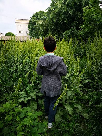Foto Ambrozia declanșează alergii severe la copii, putând cauza chiar și șoc anafilactic!