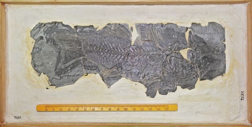 Cea mai veche fosilă a unui biban de mare din Europa, descoperită de de către o echipă de cercetători de la UBB din Cluj-Napoca, în judeţul Vrancea, pe valea Pârâului Coza.Foto:news.ubbcluj.ro