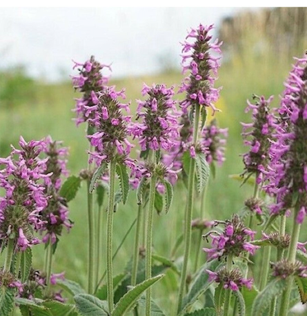 „Vindecea” este  considerată o bijuterie de aur printre plantele medicinale