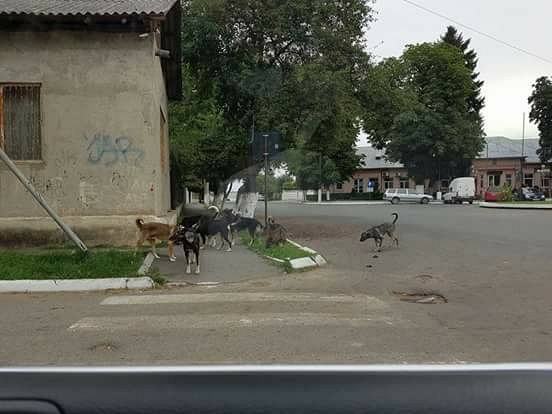 Foto Liberalii din Mărășești cer înființarea unui adăpost pentru câinii nimănui