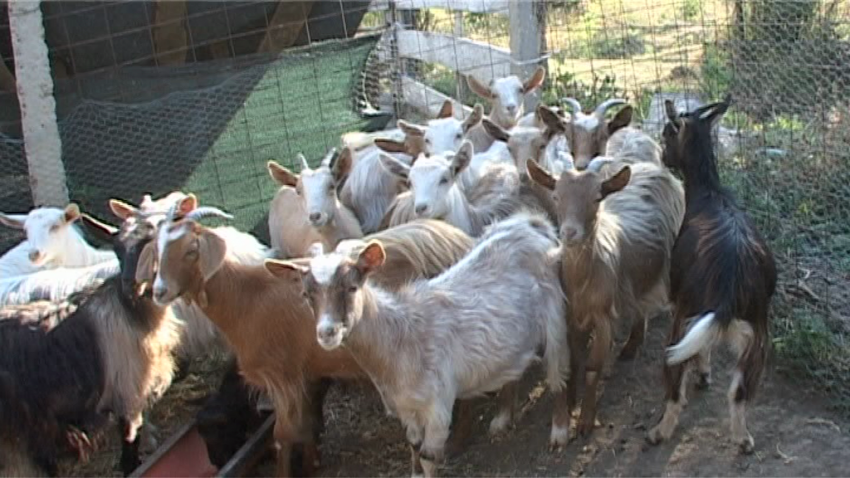 slogan war Medical Galerie foto | Creşterea caprelor, afacere profitabilă pentru fermierii  vrânceni