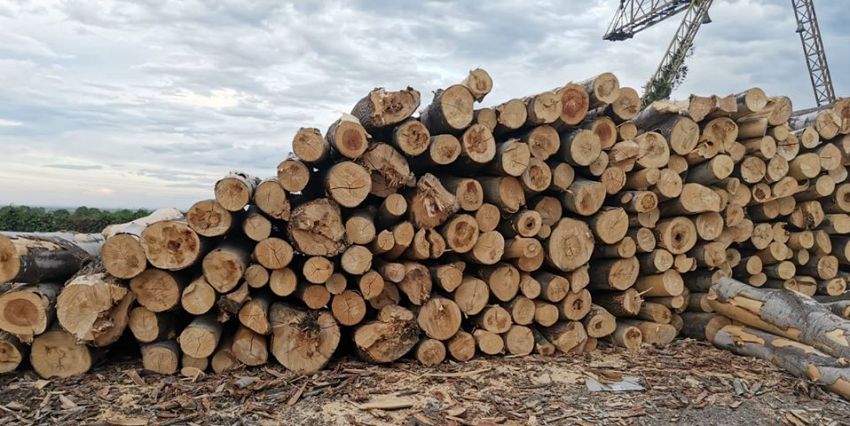 Exclusiv Port ipoteză  Romsilva-Direcția Silvică Vrancea anunță că vinde lemn de foc și lemn de  lucru subțire pentru încălzirea locuințelor