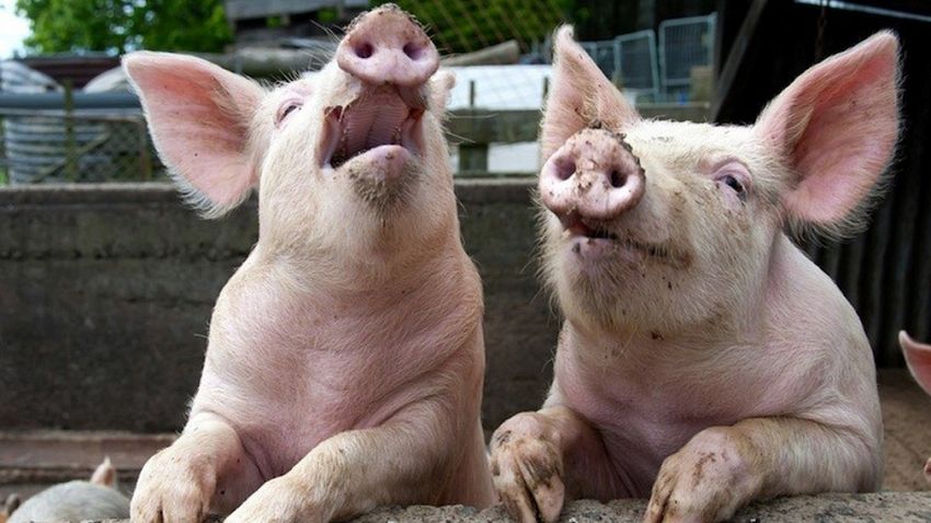 Astăzi a fost confirmată prezența virusului Pestei Porcine Africane într-o exploatație cu un număr total de 7 de porci, situată în localitatea Golești, județul Vrancea. Sursă foto: economica.net