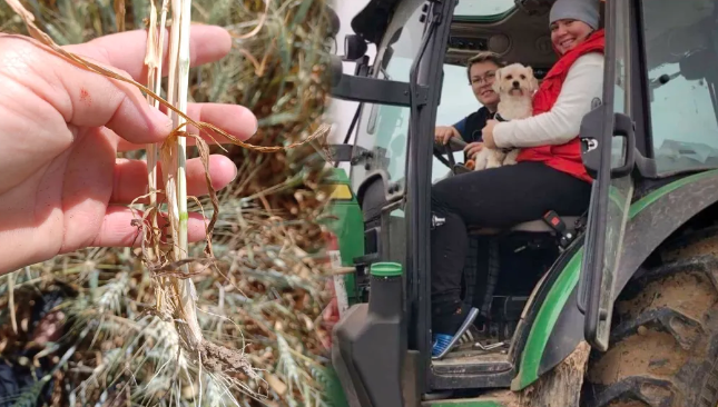 Foto:revista-ferma.ro