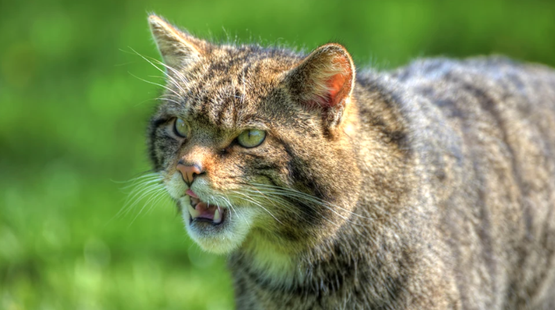 „Cel mai probabil, a fost mușcat de o pisică sălbatică.” precizează sursele Ziarului de Vrancea despre băiețelul de 5 ani din Paltin care a fost mușcat joi, 4 septembrie 2025, de un animal sălbatic chiar în propria curte.Foto:descopera.ro 