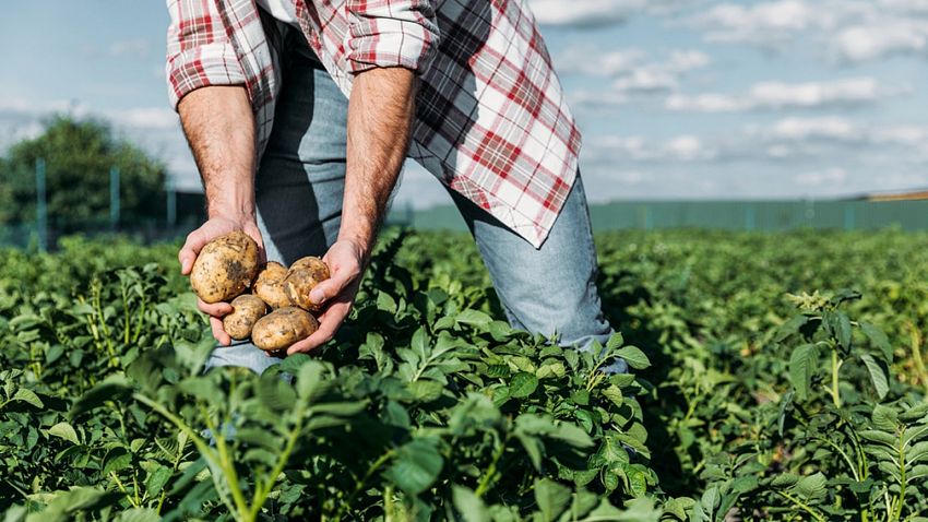 Foto:arhiva ZdV.Credit foto:agro.basf.ro
