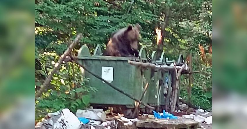 Ursul din imagine, care își făcuse obiceiul să-și caute hrană în tomberoanele pline de gunoaie din localitatea Lepșa, comuna Tulnici, amplasate la răscrucea drumului spre Cheile Tișiței, a fost împușcat marți seară, 1 august 2023. În aceeași zi la primele ore, o ursoaică în vârstă de aproximativ un an și jumătate a fost împușcată în satul Cucuieţi, comuna Vidra. Fotografie preluată de pe contul de facebook al specialistului Silviu Chiriac de la Agenția de Protecția Meciului (APM) Vrancea
