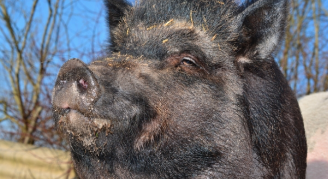 Pestă porcină africană(PPA) depistată la un porc mistreț