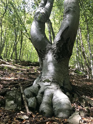 Foto:Vrancea neștiută-Munții Vrancei-sculptură naturală