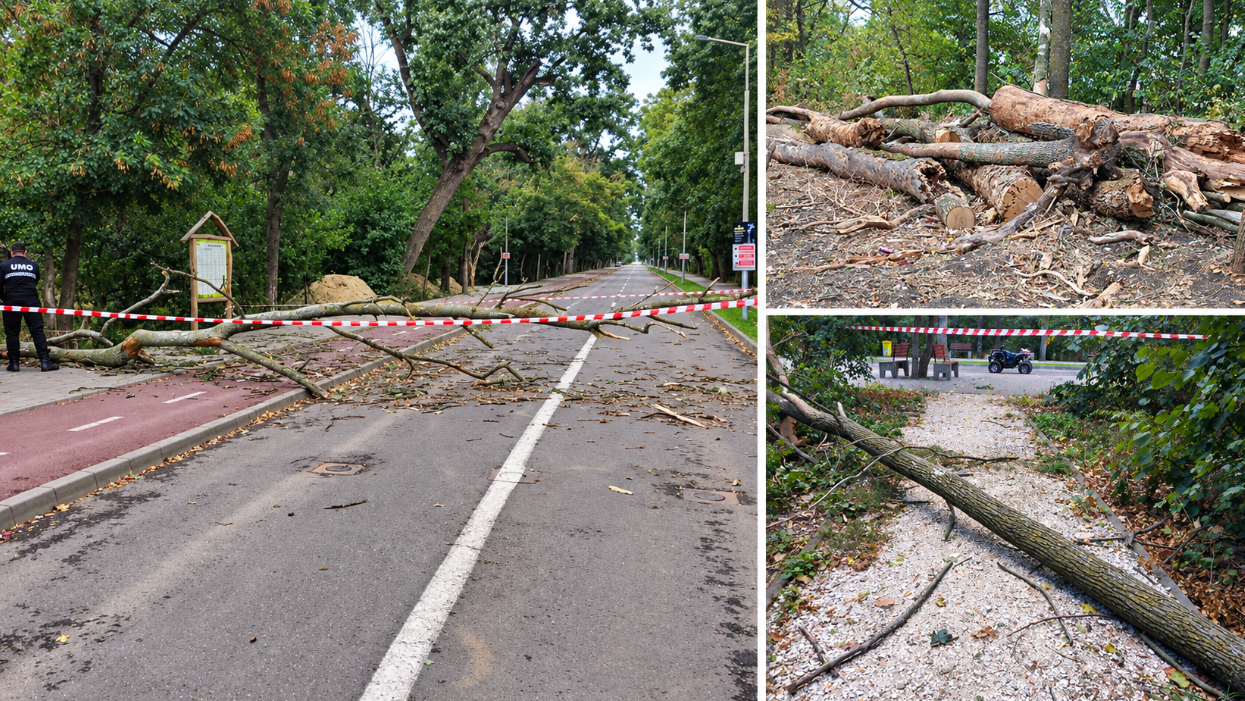 Controale la lemnarii din zona Dornei: 82 de sancțiuni, peste 74.000 de lei amenzi și 20,9 metri cubi de lemn confiscat