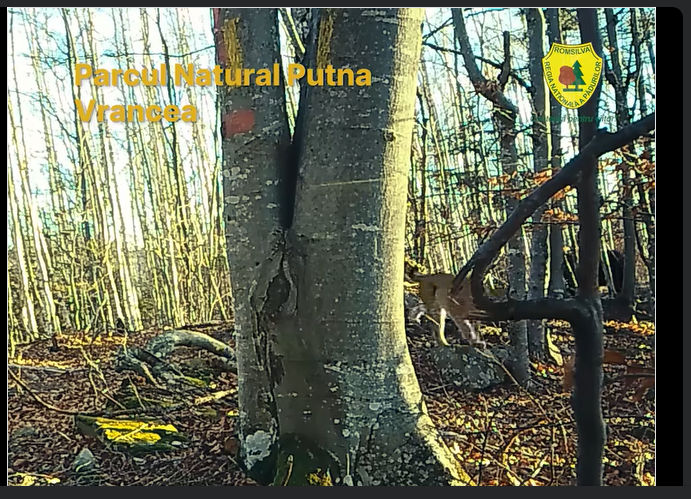 VIDEO Imagini rare din inima Vrancei: un râs și un urs, surprinși în ...