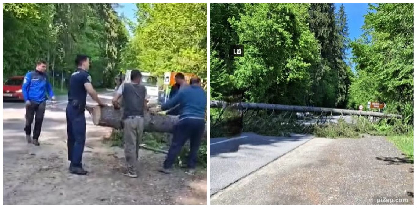 Intervenție pe DN 2L, în zona Soveja: jandarmii montani și localnicii au degajat un arbore căzut pe carosabil