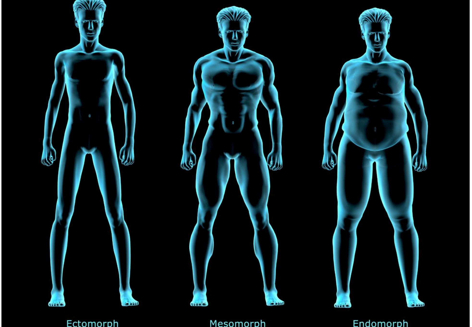 Cele 3 tipuri de corpuri și particularitățile lor
