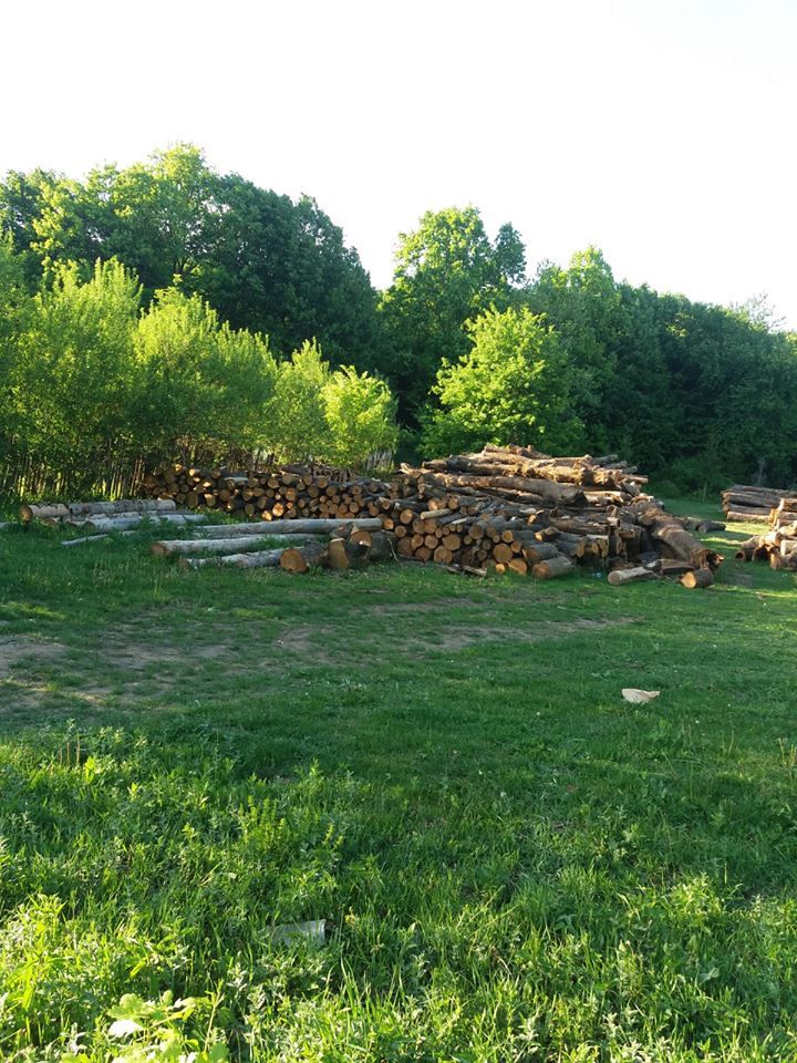 Romsilva-Direcția Silvică Vrancea anunță că vinde lemn de foc și ...