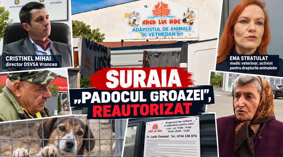Controale la lemnarii din zona Dornei: 82 de sancțiuni, peste 74.000 de lei amenzi și 20,9 metri cubi de lemn confiscat